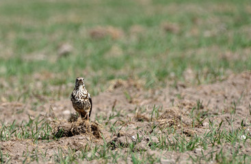 Mistle Thrush in search of worms in the field
