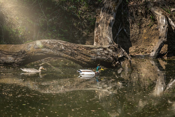 magical lake in the magic forest