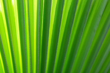 Green leaf of palm tree texture background. Macro, shallow depth of field. 