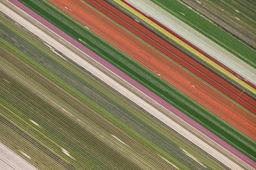 Flower bulb field diagonal aerial view