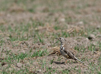 Mistle Thrush in search of worms in the field