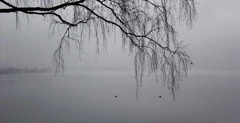 Fototapeta na wymiar foggy morning in the park on the lake