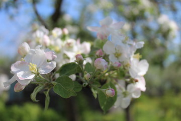 apple tree blossom