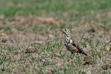 Mistle Thrush in search of worms in the field