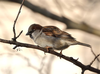 A Sparrow sitting on a tree branch