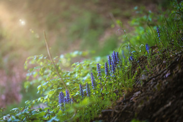 Magic light in the magic forest
