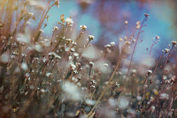 Tiny green leaves and white flowers of wildflowers in early spring. Tender spring Easter background