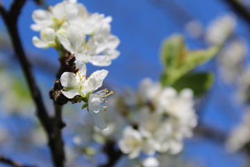 apple tree blossom