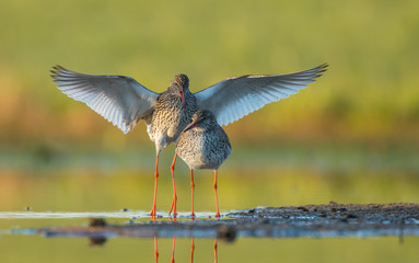 dwa krwawodzioby © dejuna