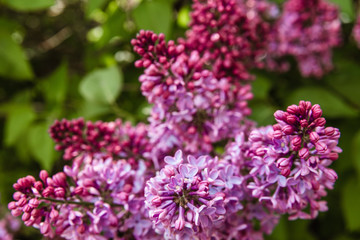 blossoming, bouquet, branch, bunch, bushes, close up, leaf, lilac blossom, lilac bush, lilac flowers, spring flower, tree, violet, white