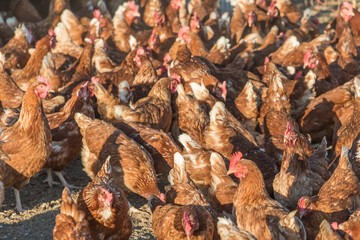 Group of brown chickens live outdoors at bio poultry farm. Rural agriculture scene with free happy hens looking up. Ecological animal farming and self sufficiency by sustainable fowl livestock