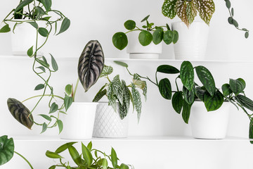 Modern houseplants on the white wall shelves in the white living room, minimal creative home decor concept, Silver Dollar Vine, Begonia, Vanilla Orchid, Monstera Peru, Alocasia, Pilea Peperomioides