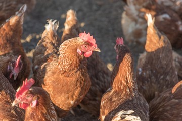 Group of brown chickens live outdoors at bio poultry farm. Rural agriculture scene with free happy hens looking up. Ecological animal farming and self sufficiency by sustainable fowl livestock