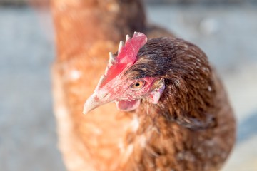 Single brown sunny chicken outdoors at bio poultry farm sun. Rural agriculture scene with happy hen head looking left. Ecological animal farming and self sufficiency by sustainable fowl livestock
