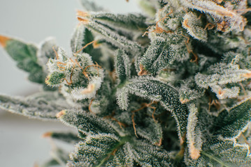 Pot green flower. Fresh green weed In details. Macro trichomes of cannabis.