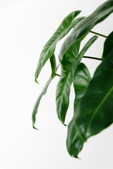 Philodendron Burle Marx leaves on a white background, creative tropical plant concept