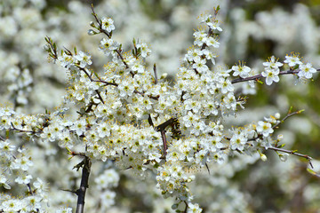 Blackthorn shrub flowers and thorns on branch in springtime. Prunus spinosa species.
