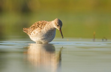 Calidris pugnax
