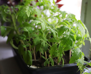 tomato seedlings on the windowsill