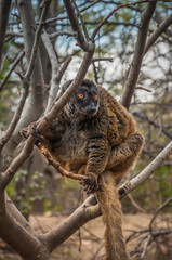 Greater bamboo lemur (Prolemur simus) with reddish fur and black face in which its orange eyes stand out, is resting on a tree © RA_fotografia