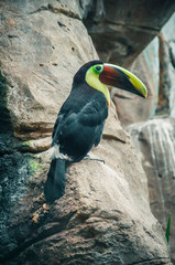 Toucan of various colors with a long and large beak.