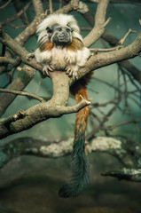 tamarin (Saguinus) of white and brown color on a tree branch