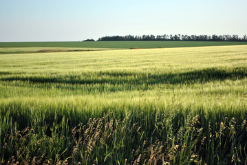 Meadow with green grass, field of green wheat on horizon with trees line, sunny sky, spring in Ukraine