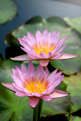 Obraz premium Beautiful purple water lily lotus flower blooming on water surface. Reflection of lotus flower on water pond.
