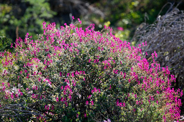Obraz premium purple flowers in the wild