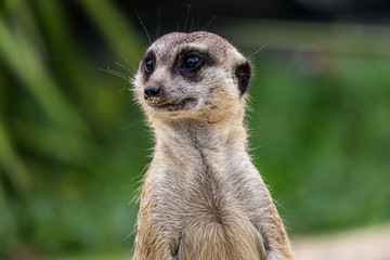 A picture of a meerkat in zoo park Dvůr Králové (Czech Republic) standing on the ground  with green blurred background