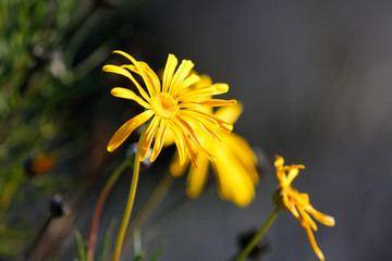 yellow flower in the wild