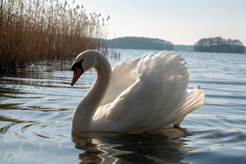 łabędź © Roman Trojanowski