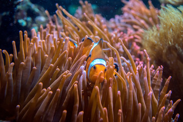 fauna oceaniczna © Roman Trojanowski