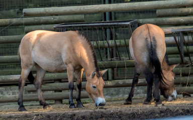 konik © Roman Trojanowski