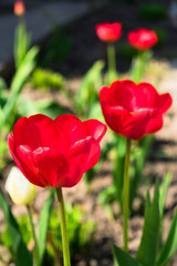 Fototapeta premium Opened buds of red tulips in the spring garden.
