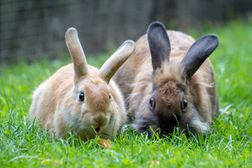dwa króliki
