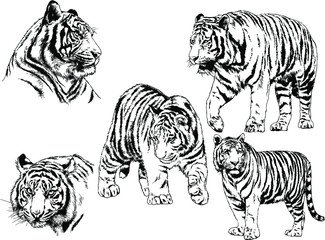 vector drawings sketches different predator , tigers lions cheetahs and leopards are drawn in ink by hand , objects with no background