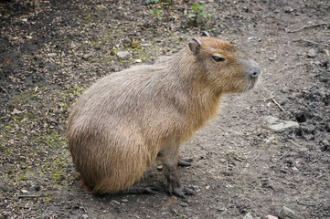 Capibara
