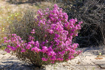 purple flower in the wild