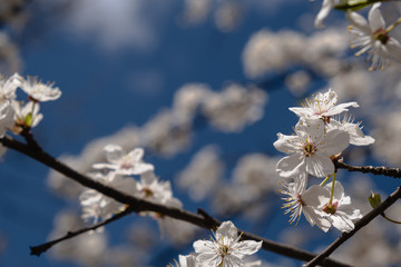 Apricot branch with white flowers on a bright sunny day on a blue sky sleep. Selective focus.