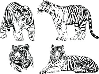 vector drawings sketches different predator , tigers lions cheetahs and leopards are drawn in ink by hand , objects with no background