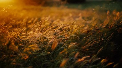 Golden light hits swaying grass as the focus shifts from the background to the foreground.

Tripod. Rack Focus from Background to Foreground. Close-Medium Shot. 4K.