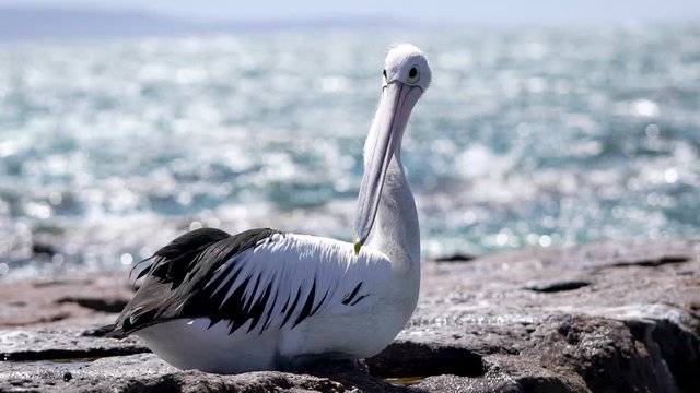 A beautiful pelican bird in the wild. The seabird sits on a red sandstone.