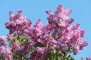 Blooming lilac on a background of blue sky