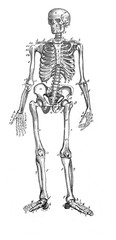 The human skeleton in the old book The Human Body, by K. Bock, 1870, St. Petersburg