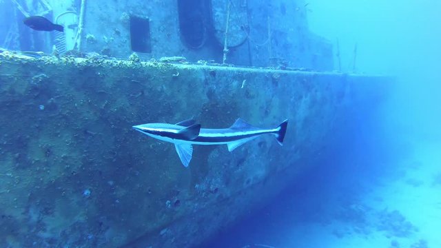 Remora fish . suckerfish red sea.