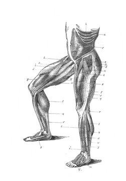 The structure of the lower body and legs in the old book The Human Body, by K. Bock, 1870, St. Petersburg
