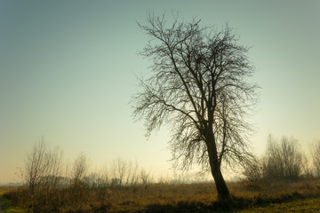 Obraz premium Silhouette of a large tree without leaves against a cloudless sky