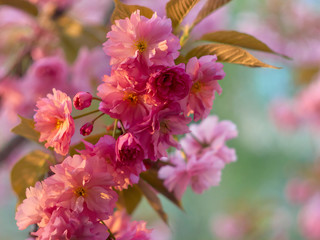 Blooming sakura in the park.