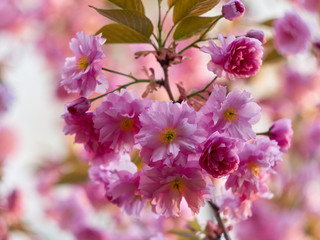 Blooming sakura in the park.